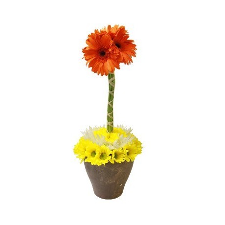 Gerbera & Daisy Topiary Tree