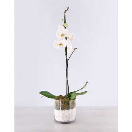 Phalaenopsis Orchid in glass vase