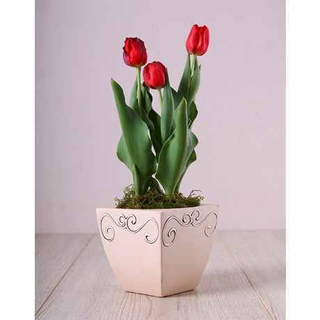 Tulip Plant in Ceramic Pot