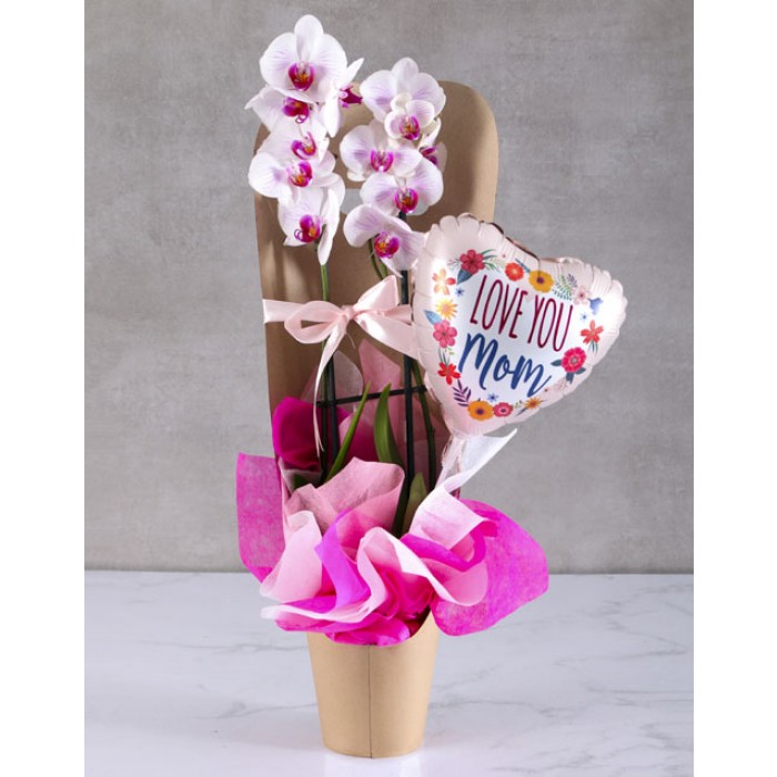 Phalaenopsis Orchid | Orchid in Pottery Pot for Mothers Day | inMotion ...