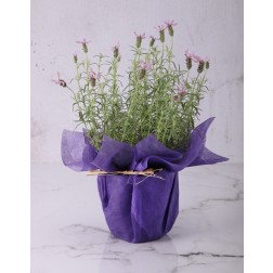 Assorted Seasonal Plants