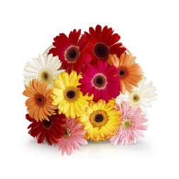 Bouquet of Mixed Colour Gerbera Daisies