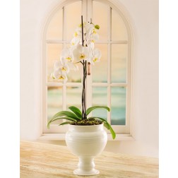 Orchid in Pottery Pot