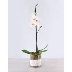 Phalaenopsis Orchid in glass vase