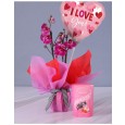 Valentines mini orchid, balloon & chocolate gift